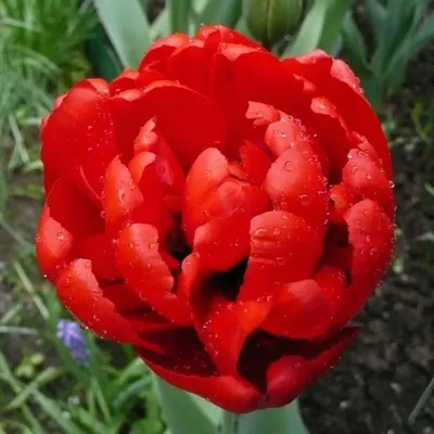 TULIPA DOUBLE LATE 'MIRANDA' 12/+ CM. (100 P.BINBOX) | Rotex Flowerbulbs BV