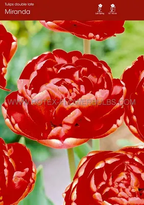 TULIPA DOUBLE LATE 'MIRANDA' 12/+ CM. (100 P.BINBOX) | Rotex Flowerbulbs BV