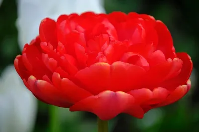 TULIPA DOUBLE LATE 'MIRANDA' 12/+ CM. (100 P.BINBOX) | Rotex Flowerbulbs BV