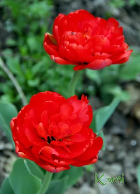Тюльпан (луковица) махровый Miranda (ID#1239446595), цена: 30 ₴, купить на  Prom.ua