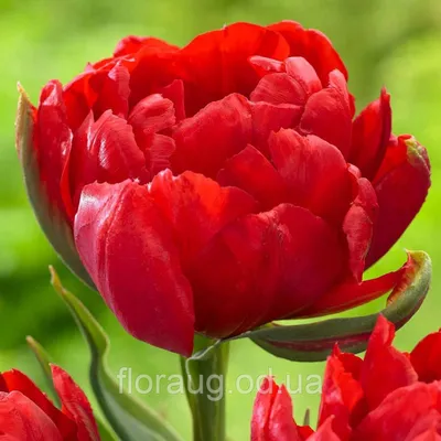 Tulipa 'Miranda'-Commissioners Park-Ottawa-Tulip Festival | Janet Davis  Explores Colour