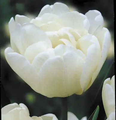 Plant database entry for Double Early Tulip (Tulipa 'Mondial') with 11  images and 32 data details. | Organic gardening books, Home vegetable  garden, Tulips garden