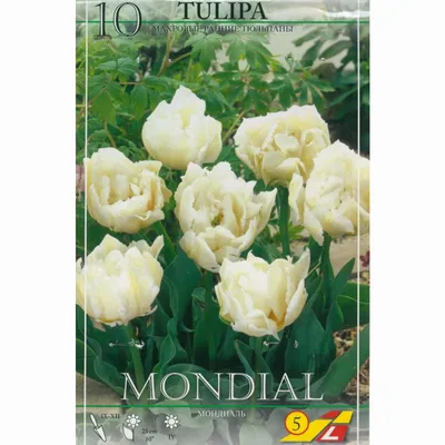 Тюльпан ду мондиал (tulp du mondial) — Интернет-магазин — Мбукет