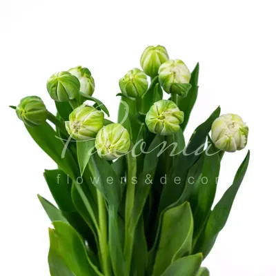 TULIPA DOUBLE EARLY 'MONDIAL' 12/+ CM. (100 P.BINBOX) | Rotex Flowerbulbs BV