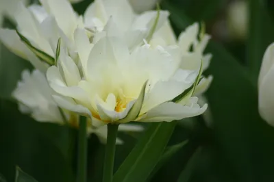 Tulipa ´Mondial´ , Tulipán, bal. 5 ks, 11,12