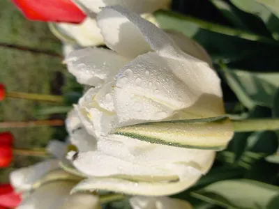 File:Tulipa Mondial.jpg - Wikimedia Commons