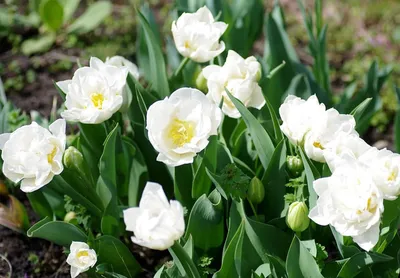 Tulipa 'Mondial (PBR)' - double early tulip bulbs | Tulip bulbs, Planting  bulbs, Bulb flowers