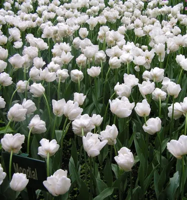 Tulipa double early Mondial