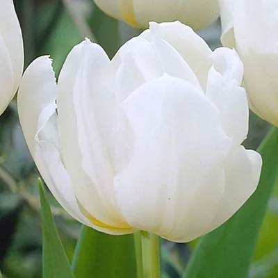 Tulipa 'Mondial' | BBC Gardeners World Magazine