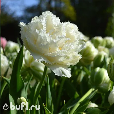 Buy premium quality Tulip Mondial 10/12cm from Dutch Bulbs