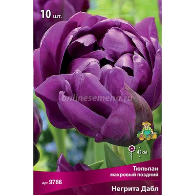 Тюльпан махровый поздний Негрита Дабл купить недорого в интернет-магазине  товаров для сада Бауцентр