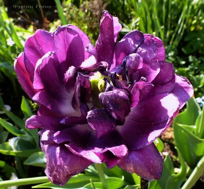 Negrita double тюльпан (74 фото) »