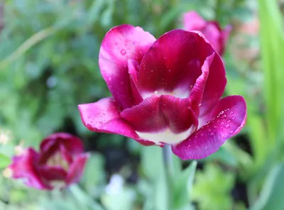 Черная магия - набор из 4 сортов тюльпанов - 40 шт. – Garden Seeds Market |  Бесплатная доставка