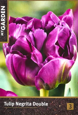Негрита Дабл (Negrita double) луковицы тюльпана De Ree Holland купить, цена  в интернет - магазине Супермаркет Семян