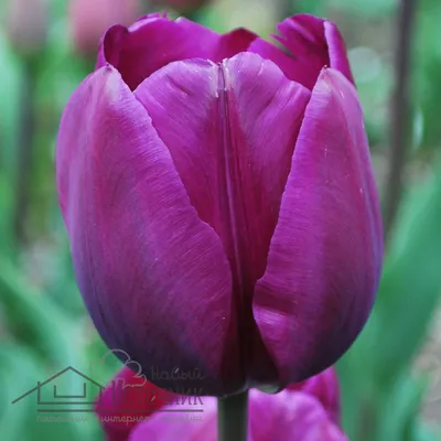 Самый долгожданный новый тюльпан «Вайолет Прана» (Violet Prana)... | Точка  соприкосновения | Дзен