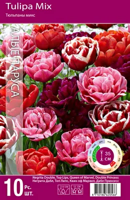 Луковицы тюльпан 7 Цветов Негрита Дабл 3 шт. - купить в Москве, цены на  Мегамаркет