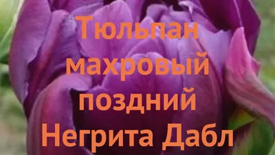 Тюльпан махровый поздний Дабл Тач (5 шт.) из каталога Тюльпаны – купить с  доставкой по Москве и России в Onlinesemena