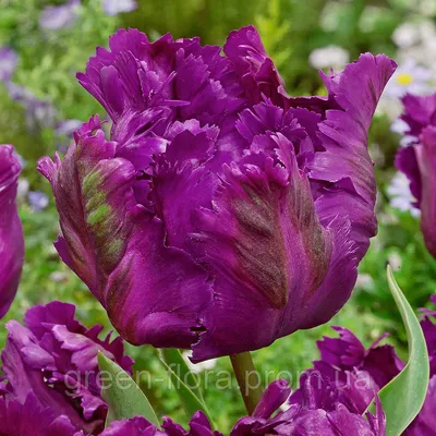 Тюльпан махровый Негрита Дабл (tulipa tyulpan) 🌿 обзор: как сажать,  луковицы тюльпаны Негрита Дабл - YouTube