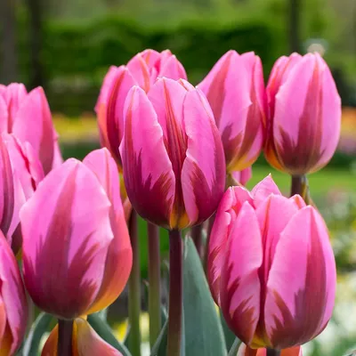 Secret Note - набор двойных сортов тюльпанов с бледно-розовым и фиолетовым  цветками - 40 шт. – Garden Seeds Market | Бесплатная доставка