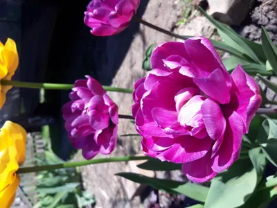 Тюльпан Многоцветковый Пёпл Букет — купить по цене в интернет-магазине  \"Заокские питомники растений\"