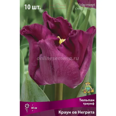 Негрита Дабл (Negrita double) луковицы тюльпана De Ree Holland купить, цена  в интернет - магазине Супермаркет Семян