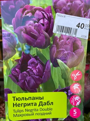 Мои тюльпаны. | Любимый сад. Lovely garden | Дзен
