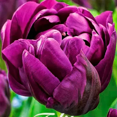 Файл:Negrita tulip.jpg — Википедия