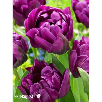 Тюльпан Негрита Пэррот (Tulipa Parrot Negrita) - Тюльпаны Попугайные -  Тюльпаны - Луковичные - Каталог - Kamelia-gardens.ru