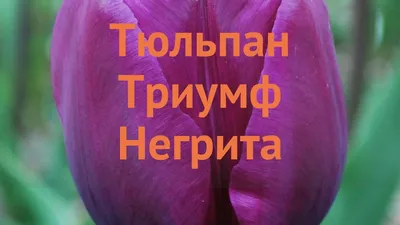 Луковицы тюльпанов (Негрита) купить в Украине | Веснодар