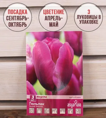 Тюльпан Негрита (Negrita) купить с доставкой. Луковицы тюльпанов, продажа,  цены.