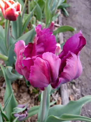 Тюльпан Negrita Double (Негрита Дабл) махровый 3 луковицы: продажа, цена в  Краматорске. Семена и клубни трав и цветов от \"Интернет-магазин Фиора\" -  1449484700