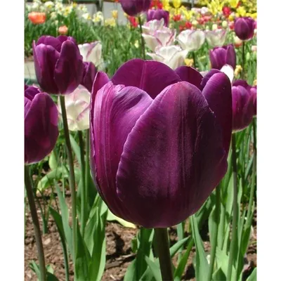 Тюльпан обыкновенный Негрита (tulipa negrita) 🌿 Негрита обзор: как сажать,  луковицы тюльпаны Негрита - YouTube