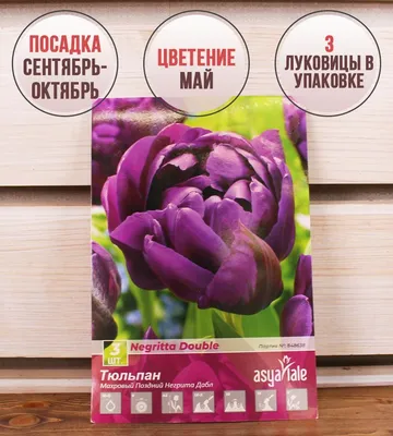 Тюльпан Негрита Дабл - фото и описание в каталоге питомника
