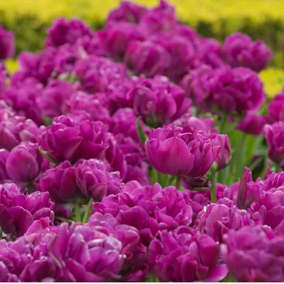 Купить Тюльпан Негрита Дабл (3) F0000032938 за 176руб. |Garden-zoo.ru