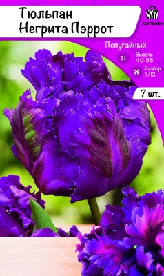 ꕤ Тюльпан Negrita • купить Тюльпан Negrita по цене от 11.99 грн. в Украине