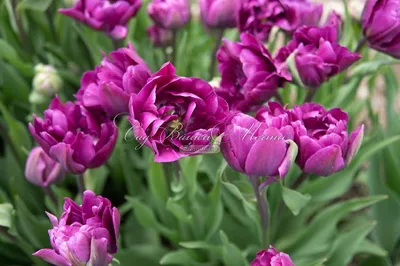 Купите Тюльпан Negrita (Негрита) 🌹 из питомника Долина роз с доставкой!