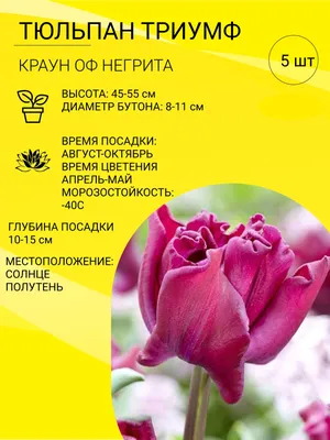 Негрита (Negrita) луковицы тюльпана De Ree Holland купить, цена в интернет  - магазине Супермаркет Семян