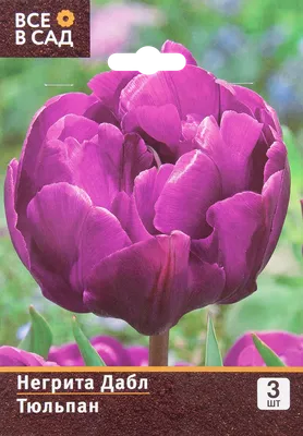 Тюльпаны в сетке Архіви - Страница 15 из 21 - Dutch Bulbs