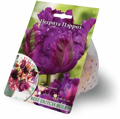 Тюльпан \"Негрита Микс\" 55см, р/р 11/12, сетка 50 шт (4533109) - Купить по  цене от 1 272.00 руб. | Интернет магазин SIMA-LAND.RU