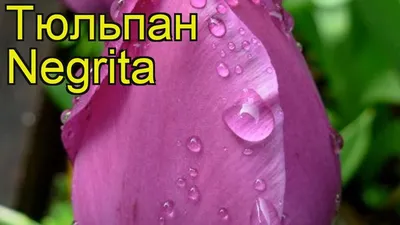 Тюльпан Негрита Пэррот 7шт 11/12 - купить по выгодным ценам в Москве и с  доставкой по России