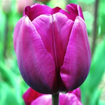 Тюльпан Негрита Дабл (Tulipa Negrita Double) - Тюльпаны Махровые - Тюльпаны  - Луковичные - Каталог - Kamelia-gardens.ru