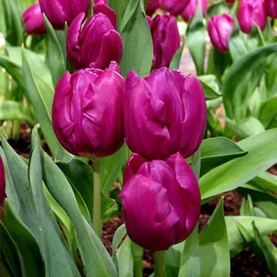 Тюльпан Negrita - купить луковицы в Украине дешево | Florium.ua
