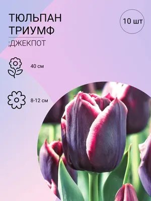 Тюльпан Флэминг Пуриссима купить в Москве в интернет-магазине Семена цветов