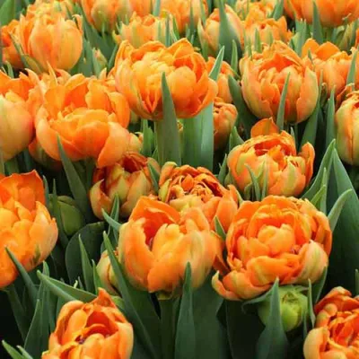 Tulip Orca | Bluestone Perennials