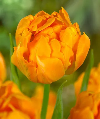 Луковицы тюльпанов (Орка) купить в Украине | Веснодар
