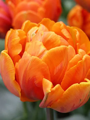 Тюльпан оранжевый Орка (Orca) | купить недорого | доставка по Москве и  области | Roza4u.ru