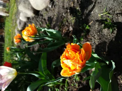 Tulip 'Orca,' Ready-to-Bloom Basket | White Flower Farm