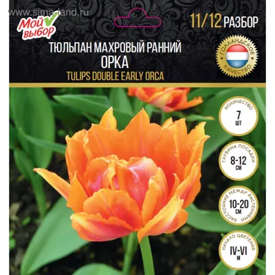 тюльпан ду орка (tulp du orca) — Интернет-магазин — Мбукет