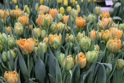 Flowerbed in Keukenhof Gardens with Orange Tulip Orca Photograph by Jenny  Rainbow - Pixels