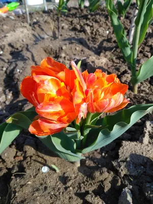 Тюльпан махровый-многоцветковый Orca купить в Украине с доставкой | Цена в  Svitroslyn.ua